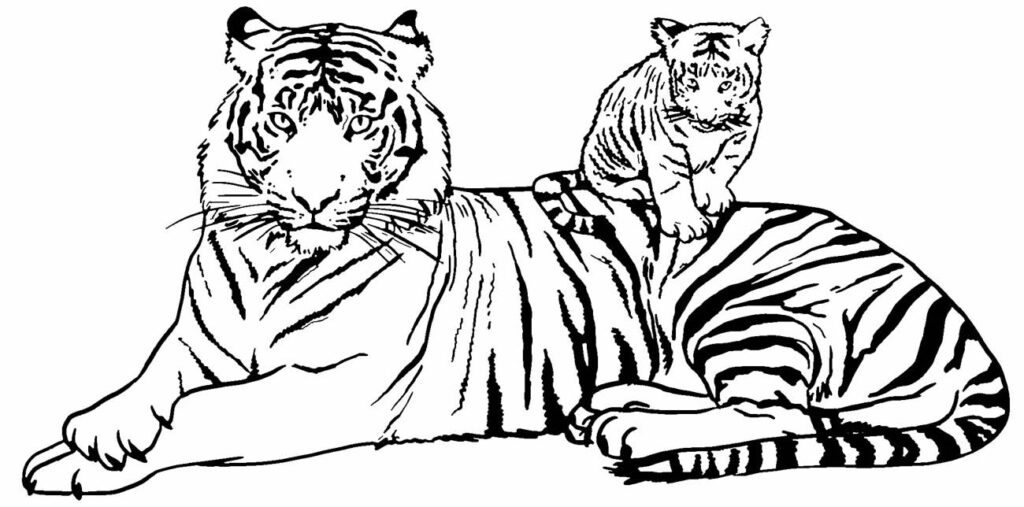 50 Desenhos De Tigre Para Colorir Pop Lembrancinhas