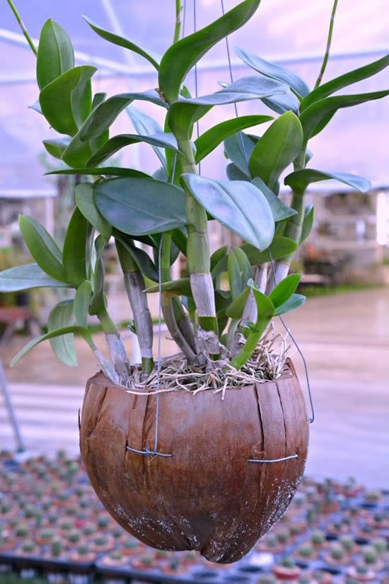 Ideias para Plantar em Cocos