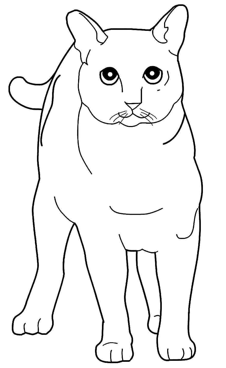 Desenho de gatinho para pintar