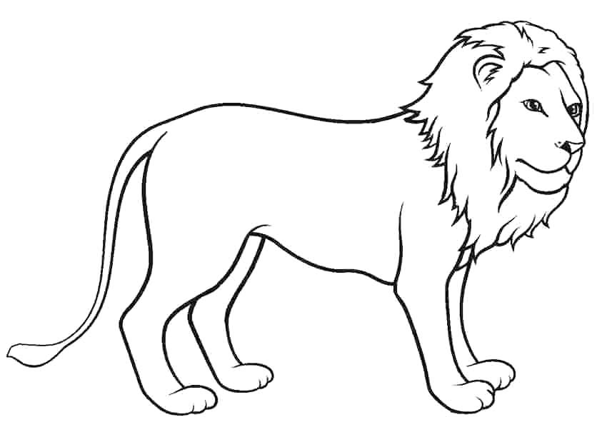 Desenho de leão para colorir
