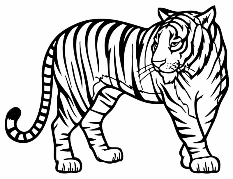 Desenho de tigre para imprimir e colorir