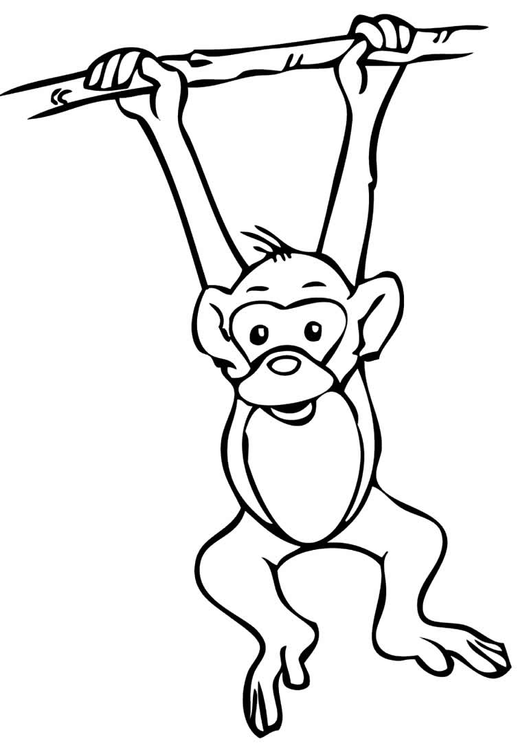 Desenho de Macaco-prego para colorir