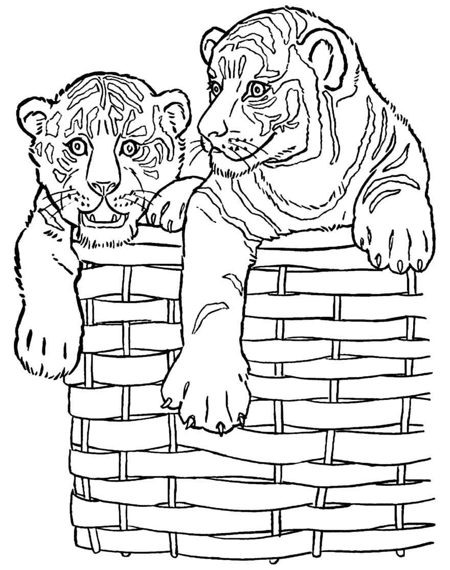 Desenho de Tigres para colorir