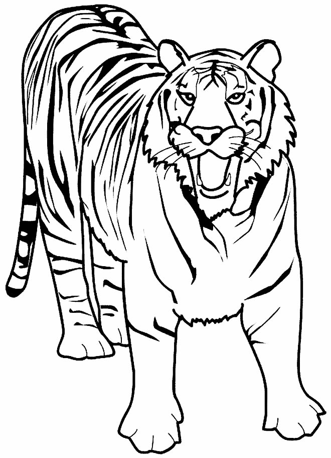 Imagens de tigre para pintar
