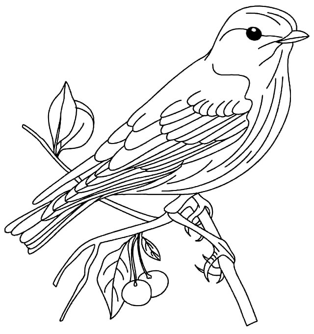 Desenho de passarinho para colorir