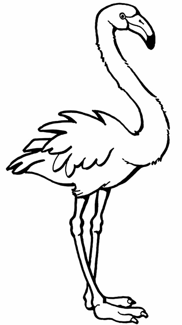 Imagem de flamingo para imprimir
