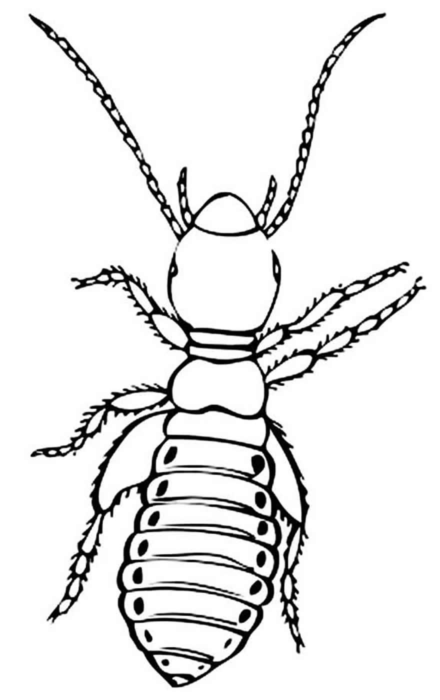 Desenho de inseto para colorir