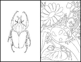 Desenhos de insetos para colorir