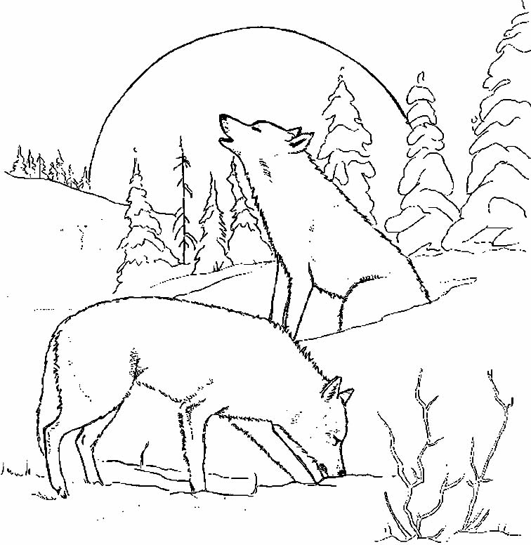Desenho de lobo para pintar