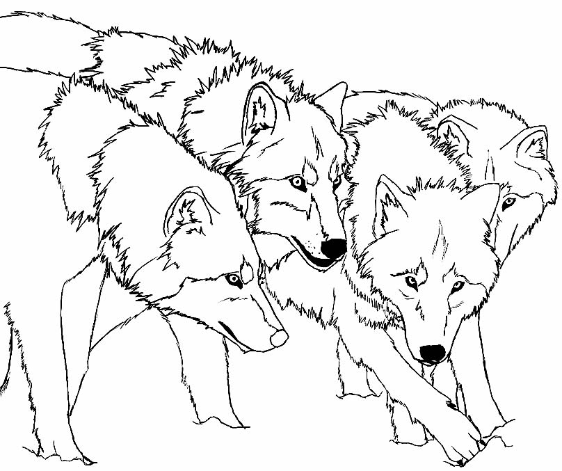 Desenhos de lobos para colorir
