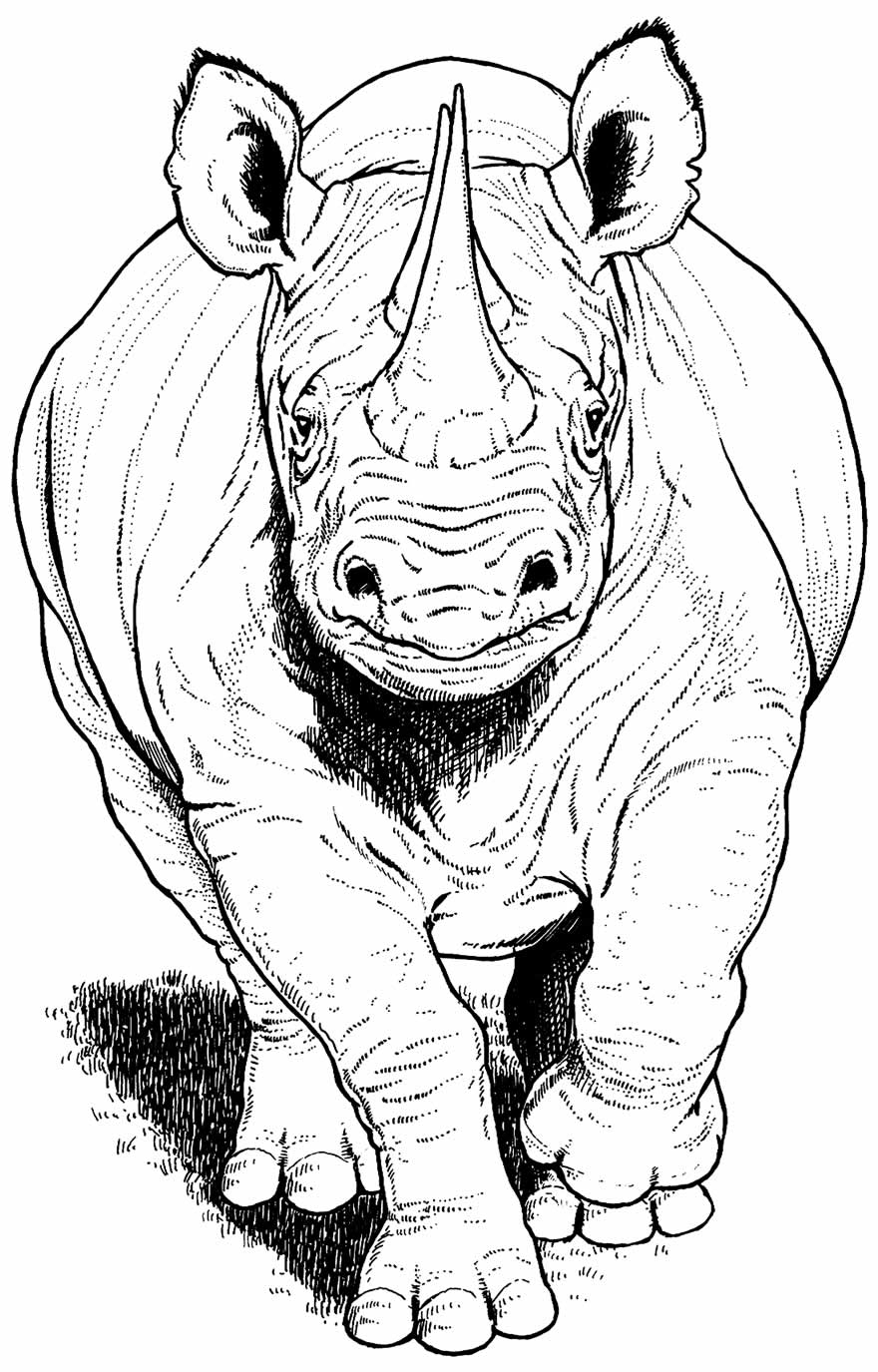 Desenho de Rinoceronte para pintar