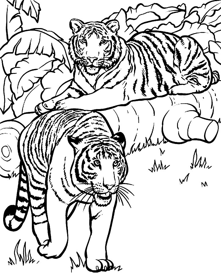 Desenho de Safari para pintar