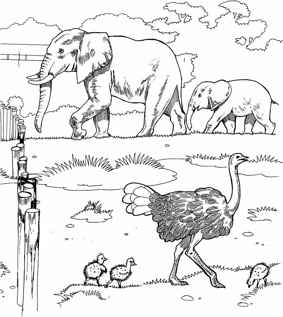 Desenho de animais do safari