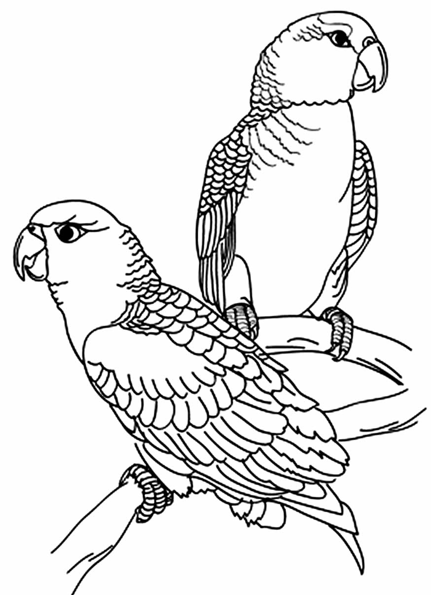 Desenho de Papagaios para pintar