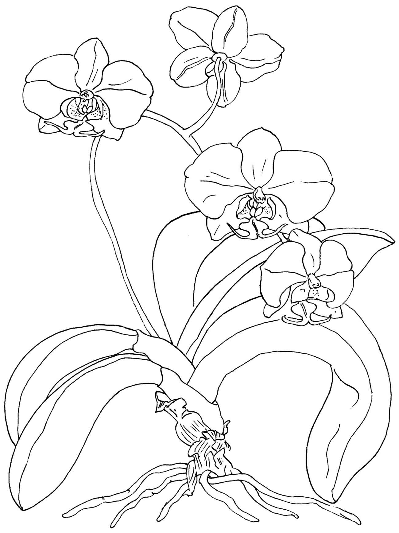 Desenho de orquídea para colorir