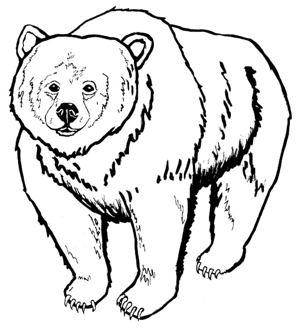 Desenhos de Urso para pintar