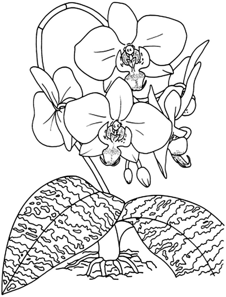 Desenhos de Orquídea para colorir - Pop Lembrancinhas