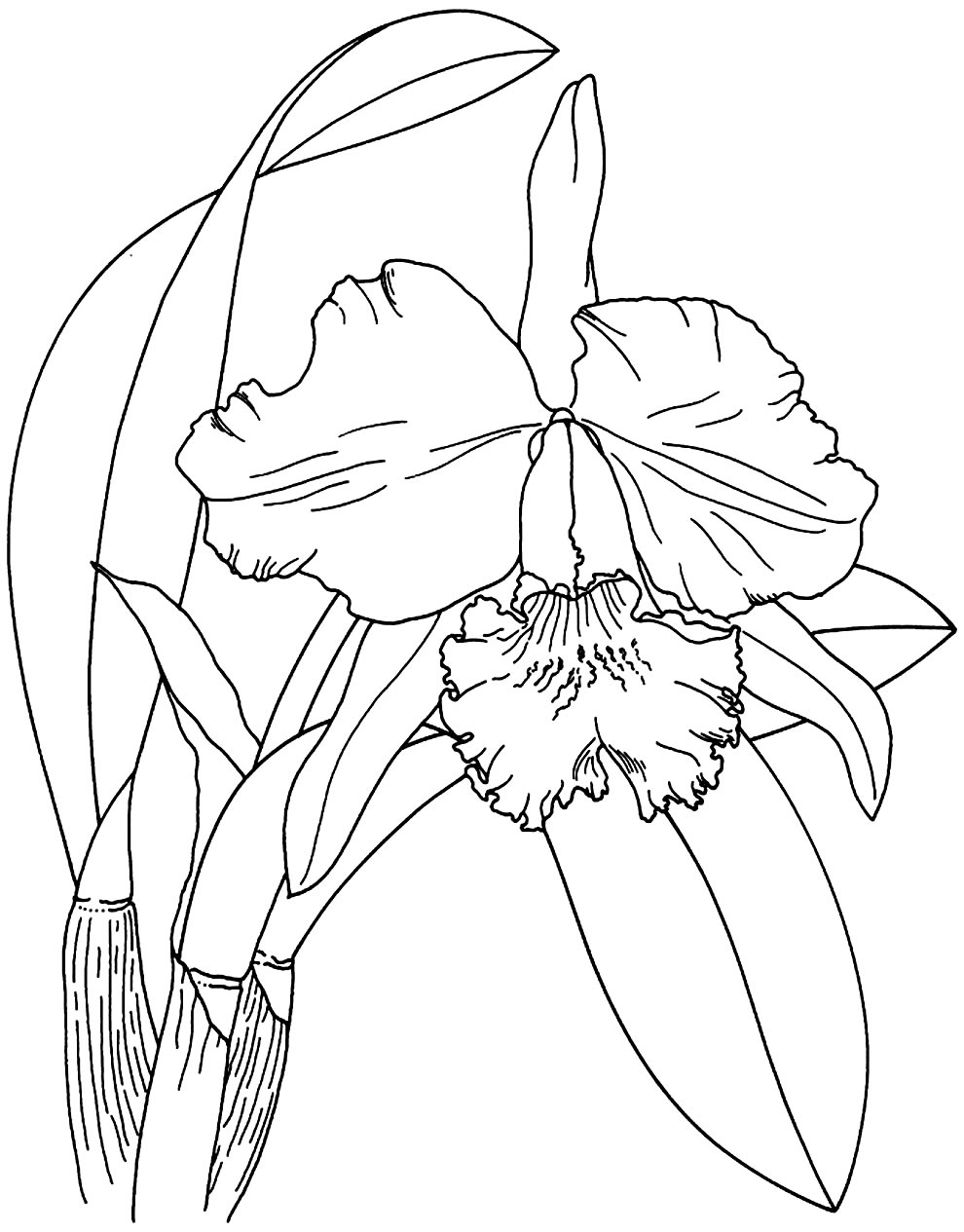 Desenho de Orquídea para pintar
