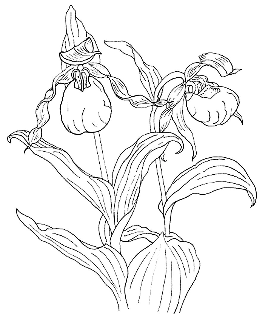 Desenho de Orquídea para pintar