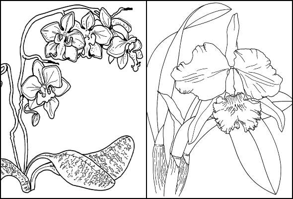 Desenhos de Orquídea para colorir