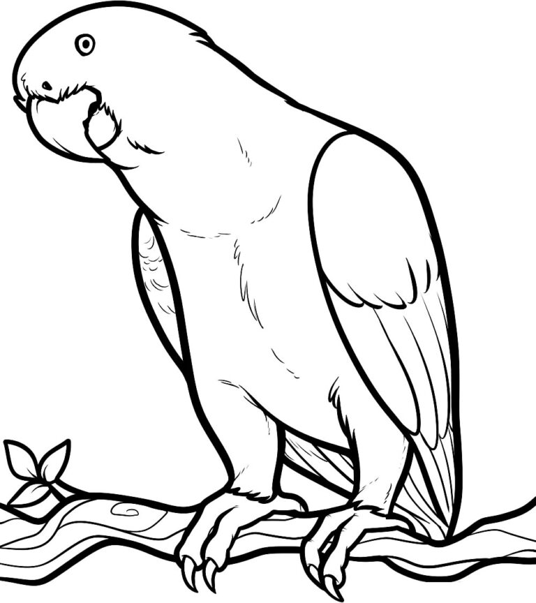 30+ Desenhos de Papagaio para colorir - Pop Lembrancinhas