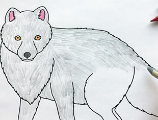 Desenhos de Raposa para colorir