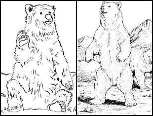 Desenhos de Urso para colorir