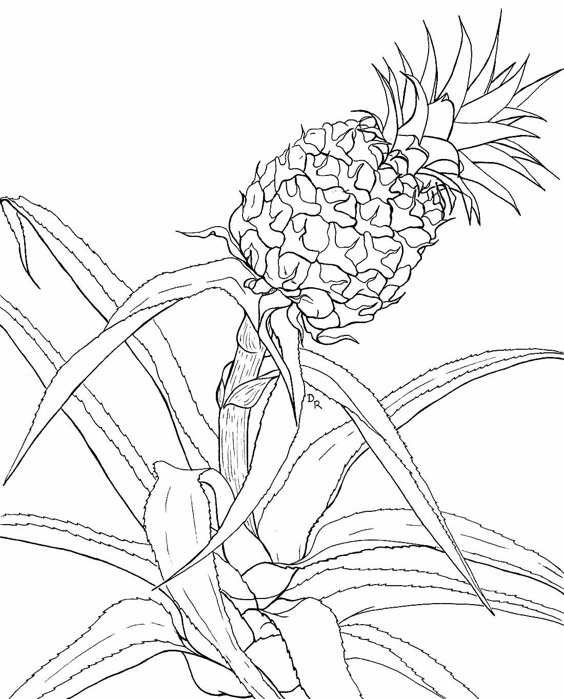 Desenho de abacaxi