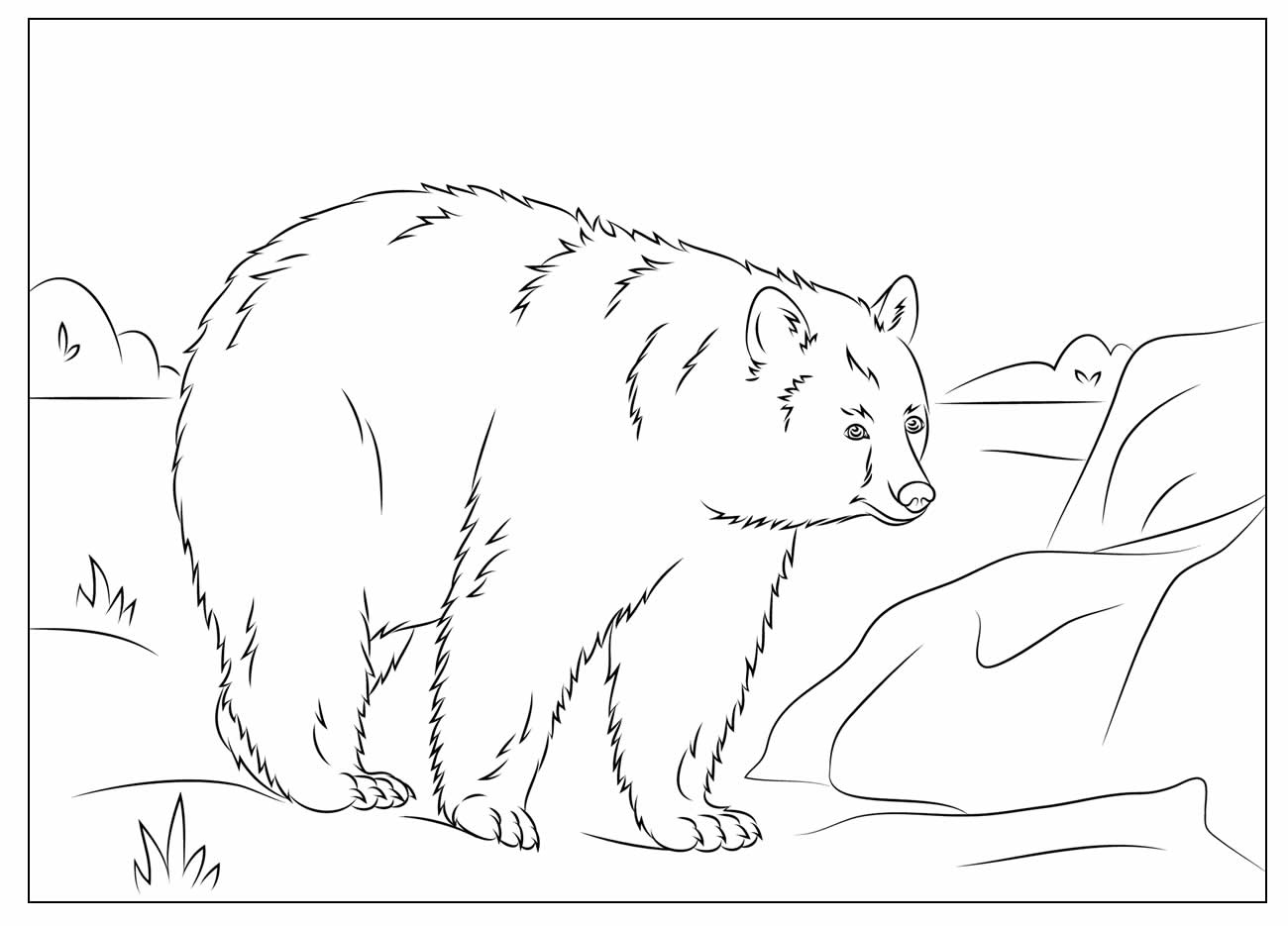 Desenhos de Urso para colorir