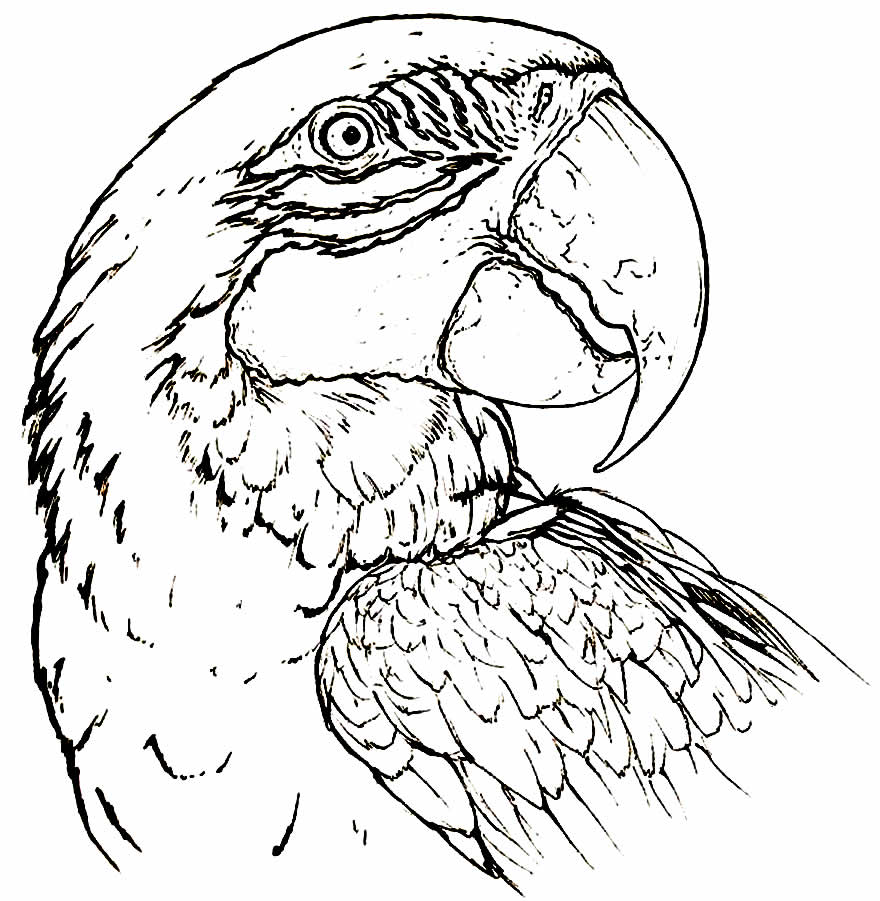 Desenho de Papagaio para colorir
