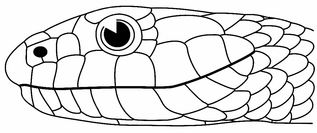 Desenho de Cobra para pintar