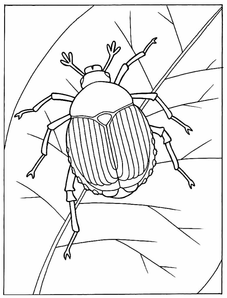 Desenhos De Insetos Para Colorir Pop Lembrancinhas