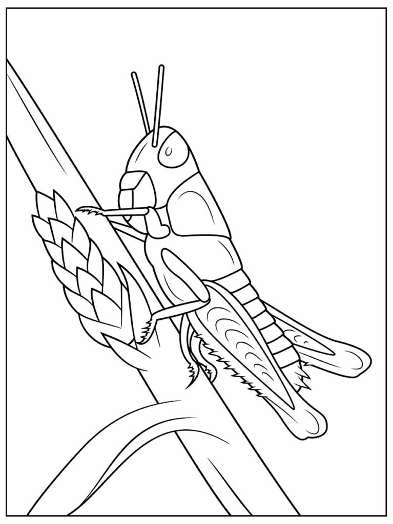 Desenhos De Gafanhoto Para Colorir Pop Lembrancinhas