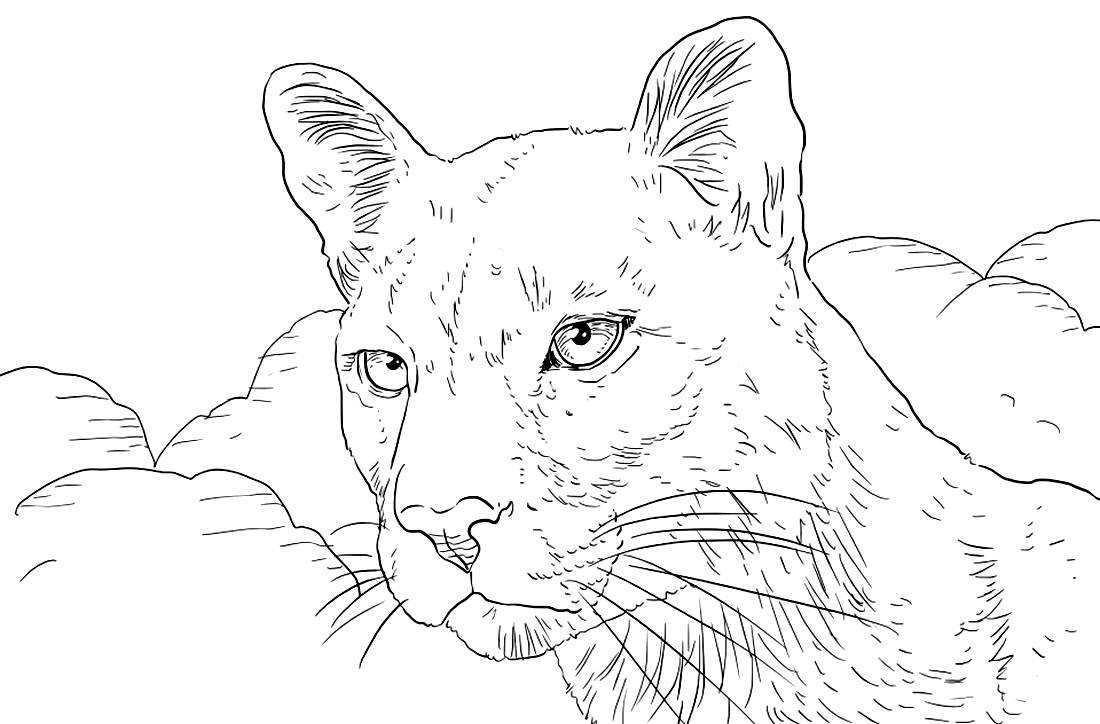 Desenho de Leão para pintar