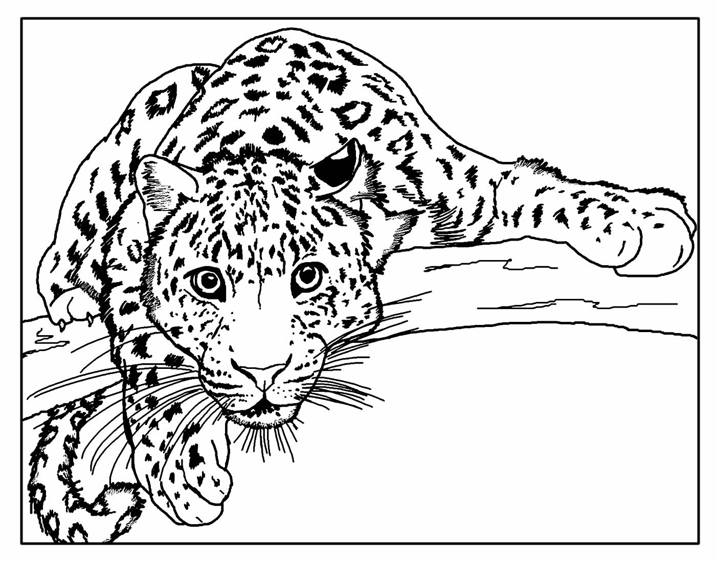 Desenho para colorir Tigre