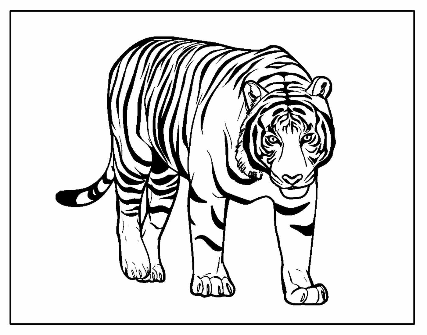 Раскраски животные реалистичные тигры