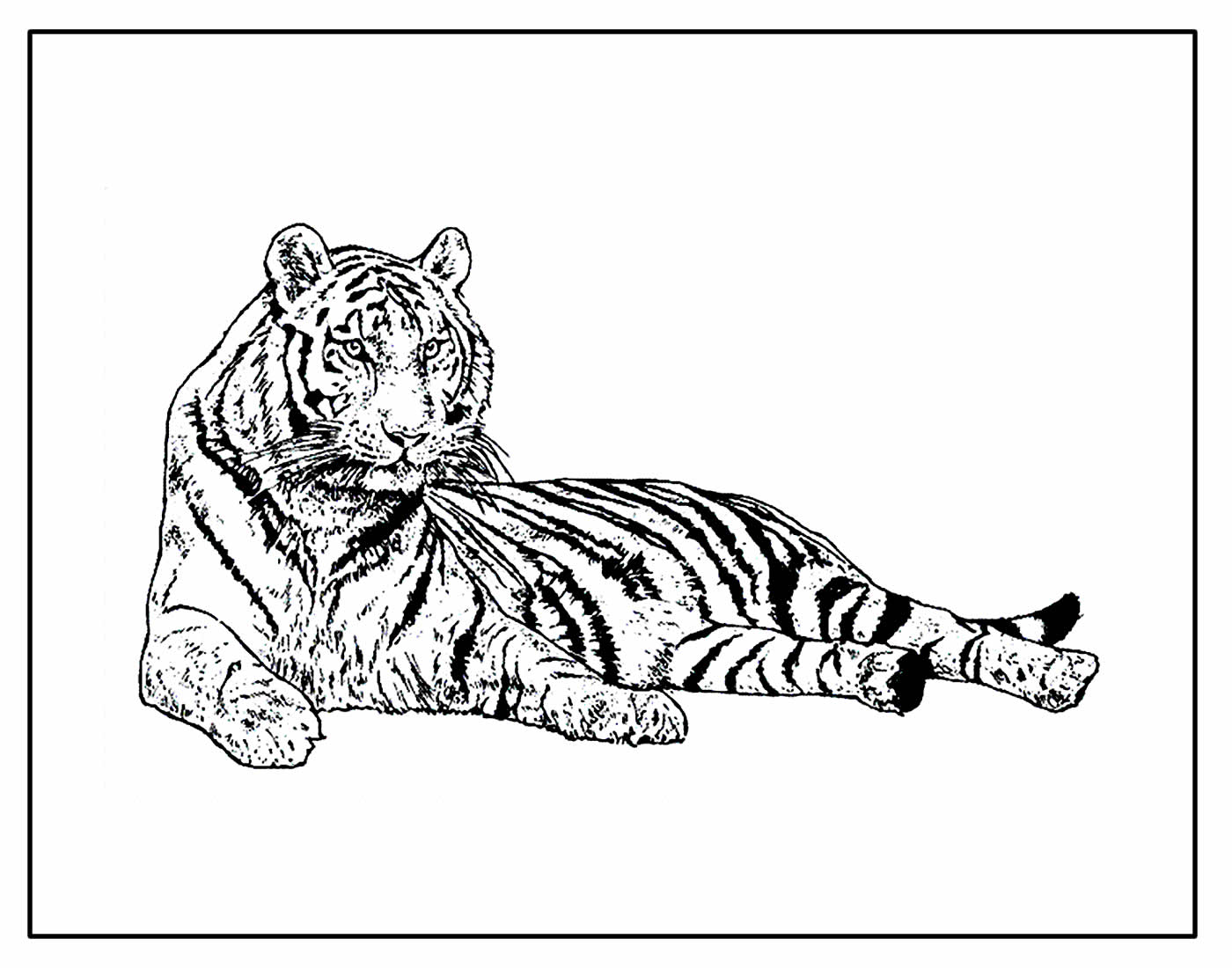 Página para pintar de Tigre