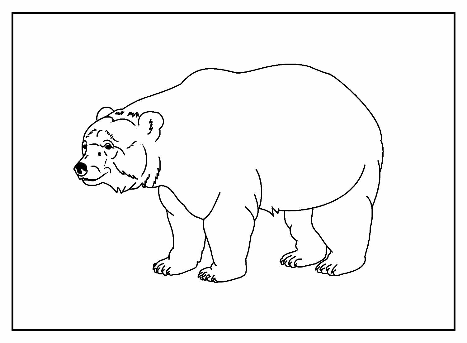 Urso para colorir e pintar