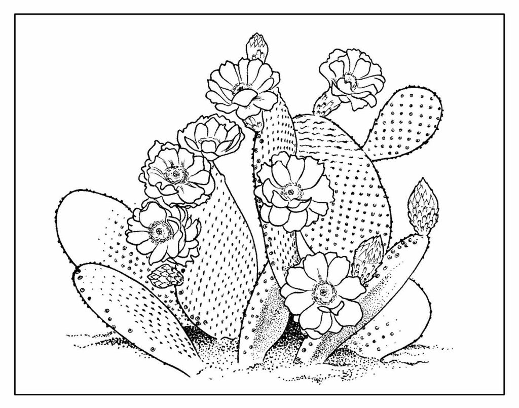 Desenhos para Colorir - Flor de Cacto Realista