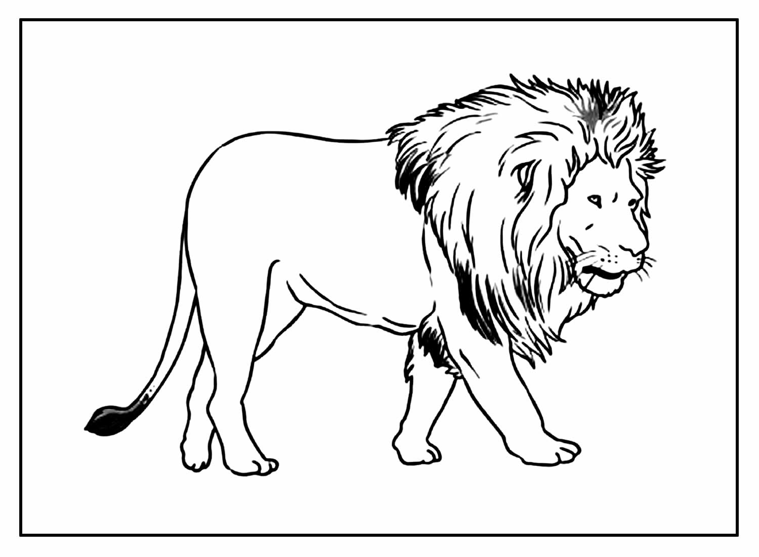 Desenho Leão para colorir