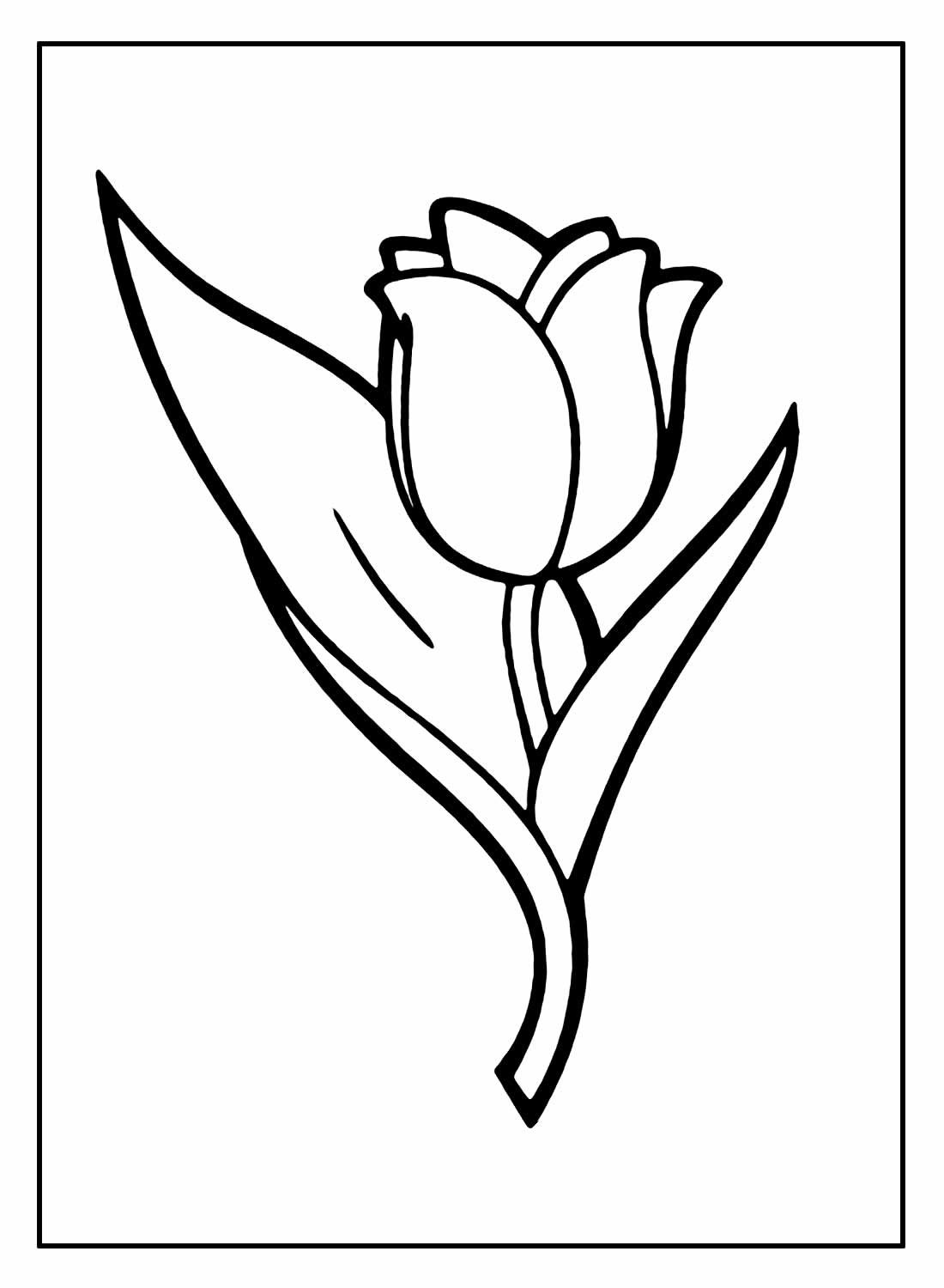 Tulipa para colorir