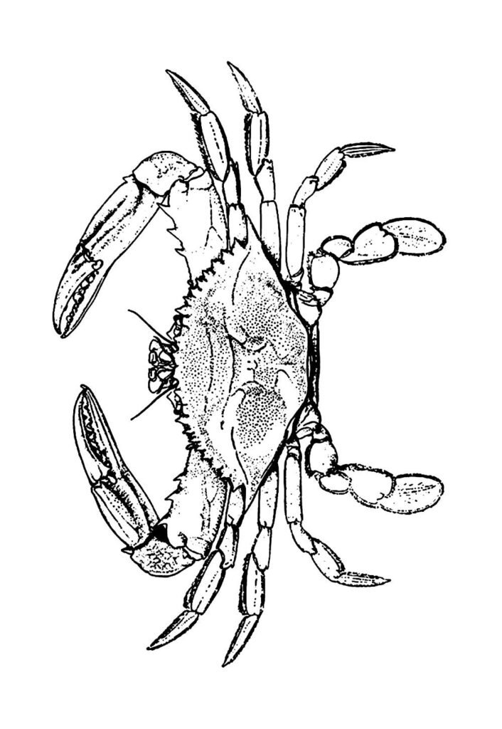 Desenho de Caranguejo para pintar e colorir