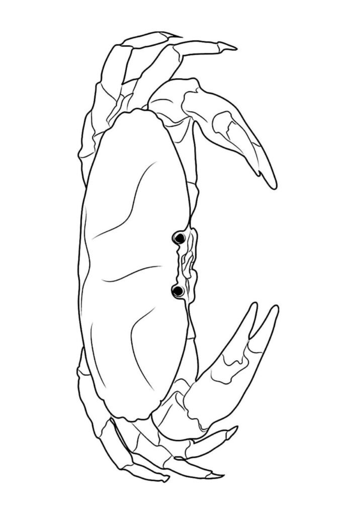 Desenho de Caranguejo para colorir