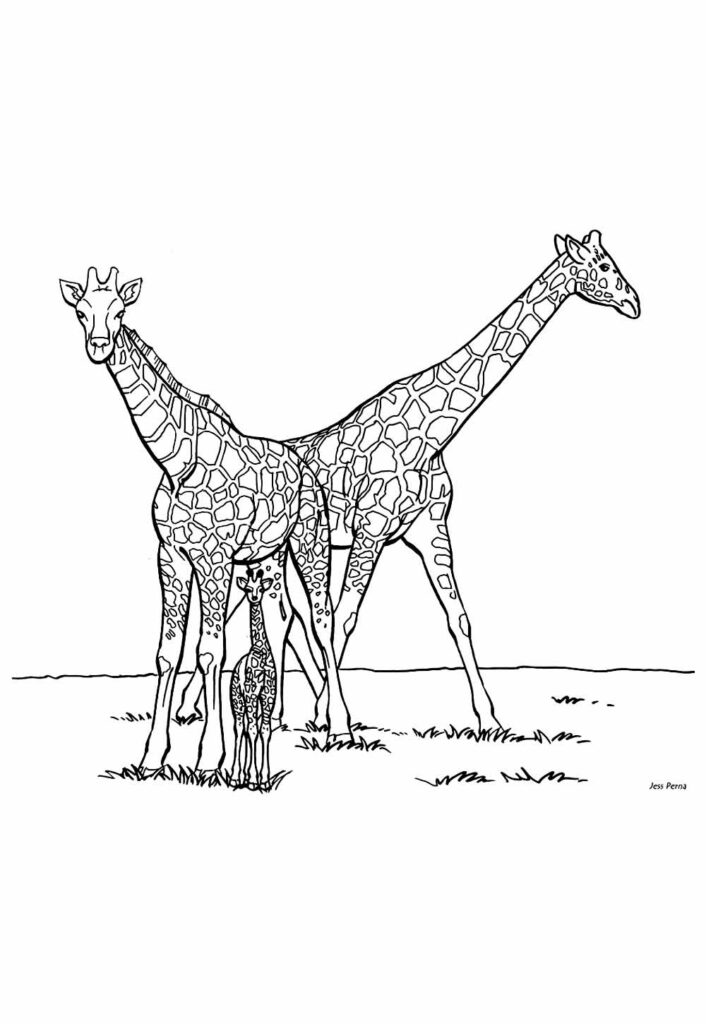 Desenho de Girafa para colorir