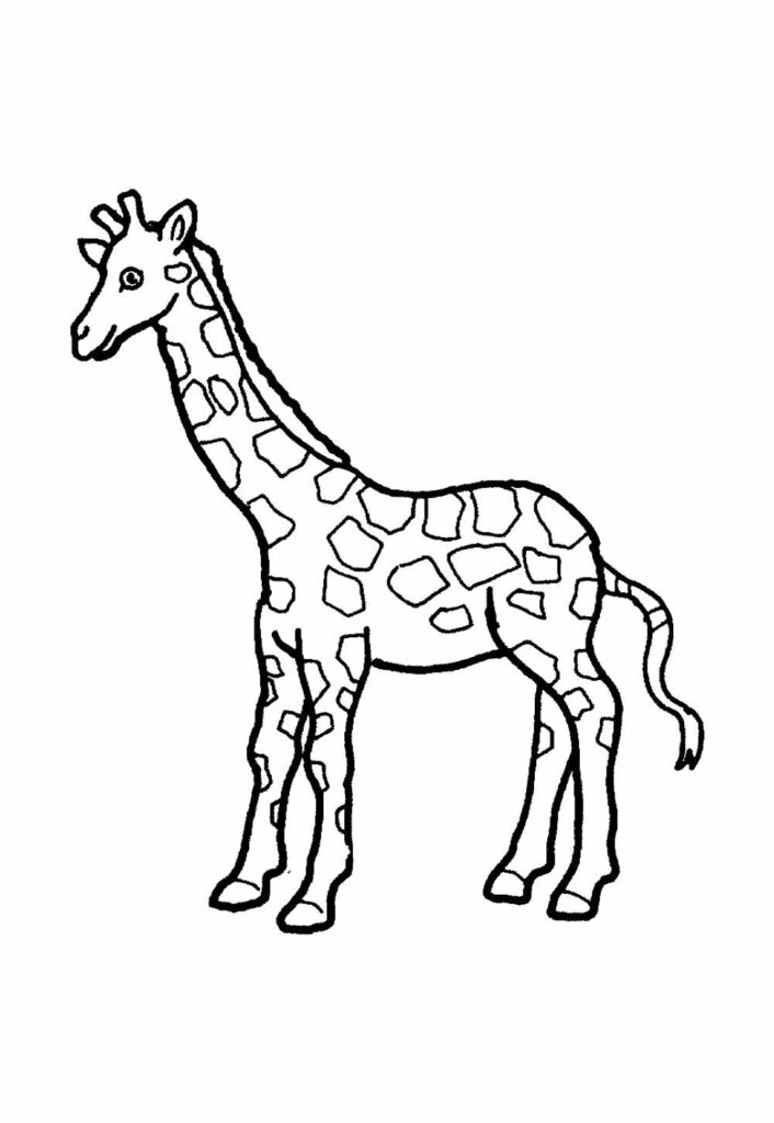 Desenhos de Girafa para colorir