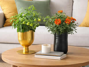 Vasos com Garrafas PET