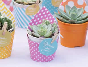 Lembrancinhas com Suculentas