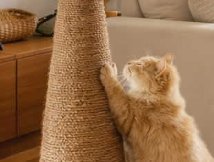 Arranhadores para Gatos